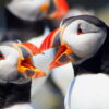 Atlantic Puffins with Beaks Open