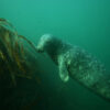 channel-islands-sea-lion-and-kelp